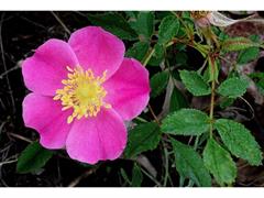 رز کارولینا